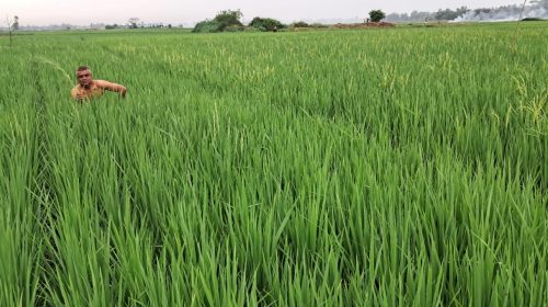জ্বালানি তেল সংকটে সিরাজদিখানে বোরো ধান চাষে চরম দুশ্চিন্তায় কৃষক