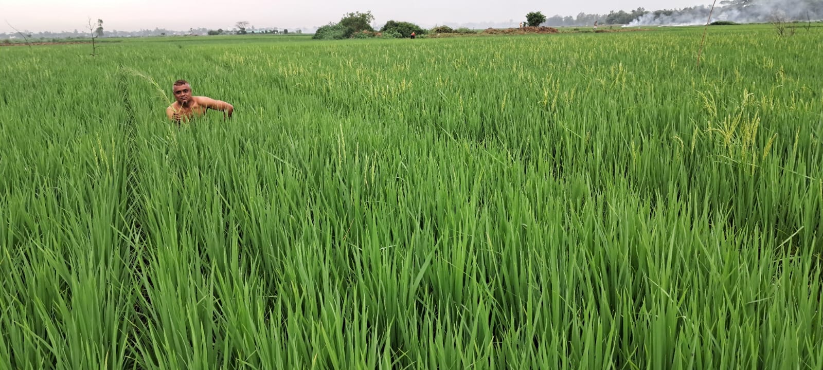 জ্বালানি তেল সংকটে সিরাজদিখানে বোরো ধান চাষে চরম দুশ্চিন্তায় কৃষক