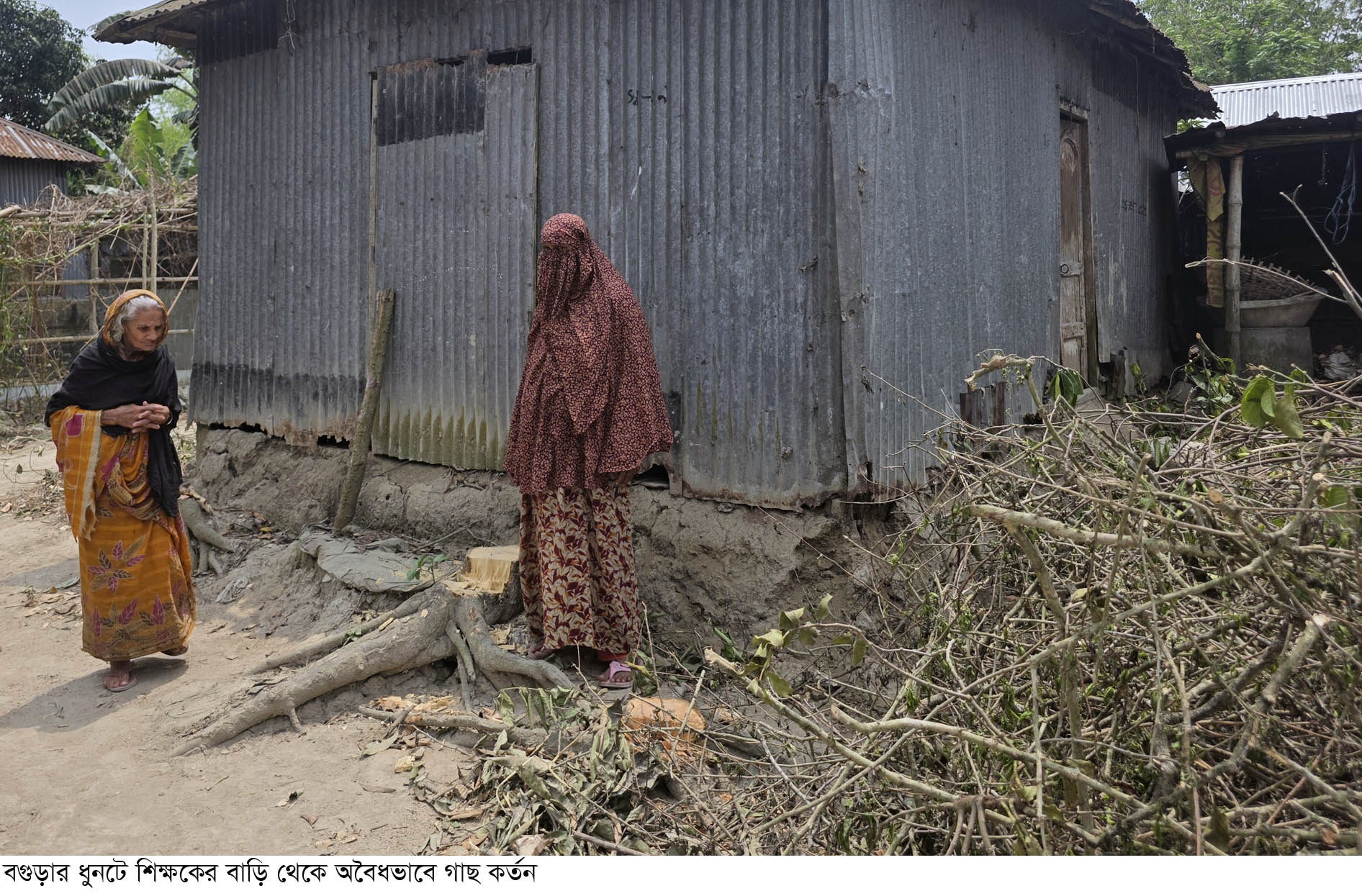 ধুনটে প্রতিপক্ষে বিরুদ্ধে শিক্ষকের বসতবাড়ির গাছ কাটার অভিযোগ