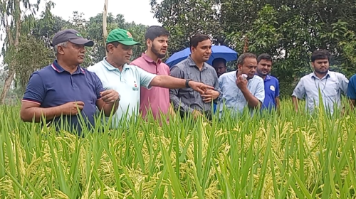 ফুলবাড়ীতে প্রাণ বঙ্গ মিলার্সের গবেষণা কার্যক্রম পরিদর্শনে জেলা বীজ প্রত্যয়ন অফিসার