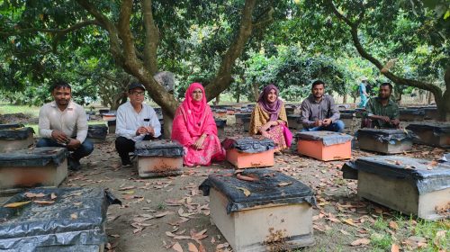 চিরিরবন্দরে লিচুর বাগান থেকে দেড় কোটি টাকার মধু আহরনের সম্ভাবনা