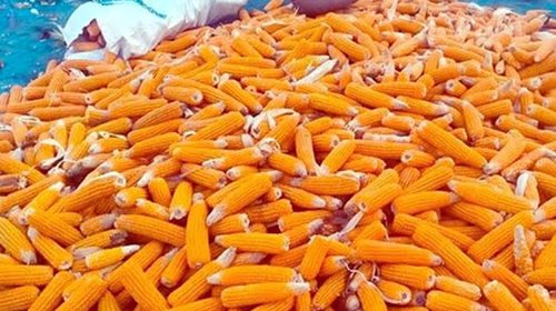 দিনাজপুরে ভুট্টার বাম্পার ফলন