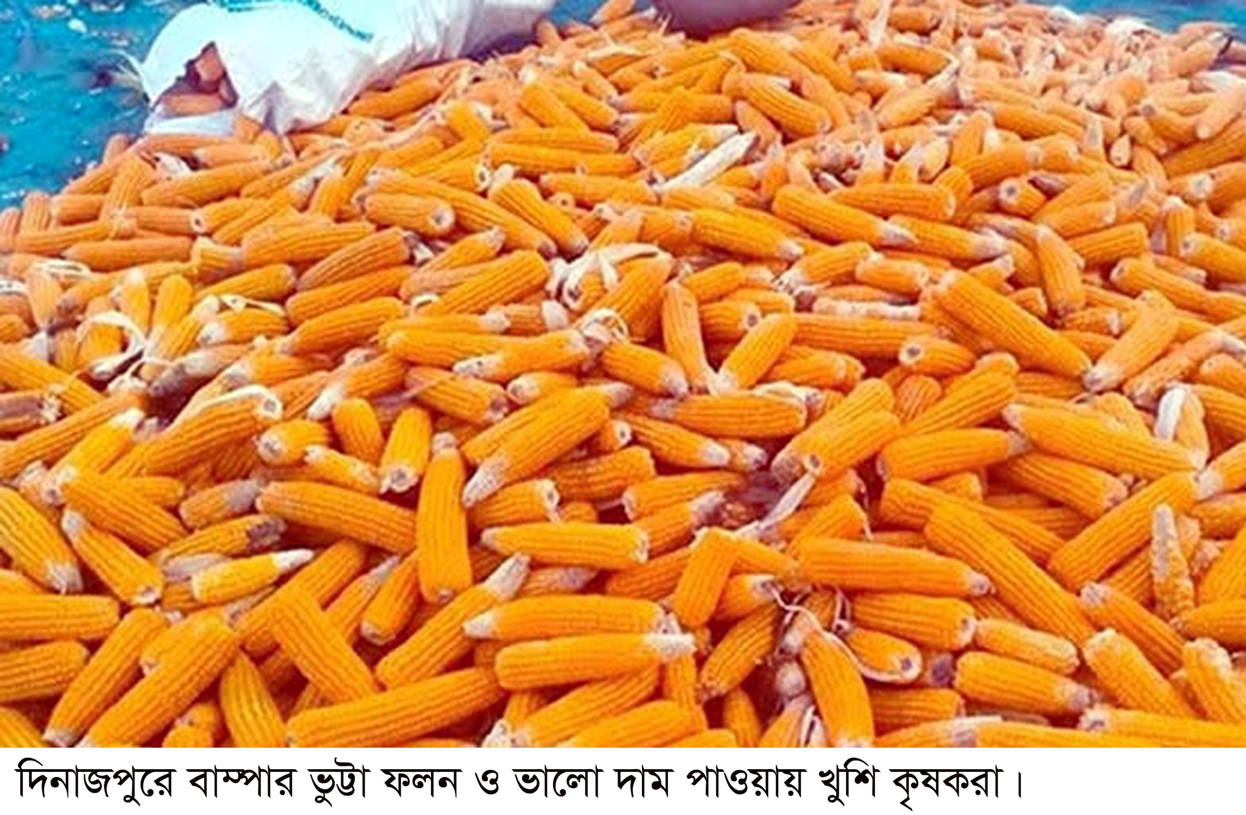 দিনাজপুরে ভুট্টার বাম্পার ফলন