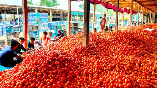 দিনাজপুরে জমে উঠছে গাবুড়া’র টমেটোর বাজার