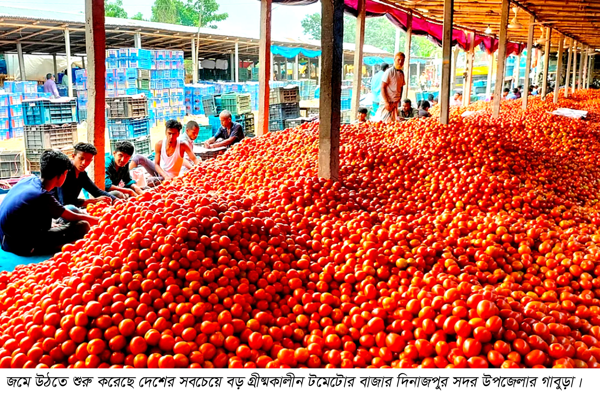 দিনাজপুরে জমে উঠছে গাবুড়া’র টমেটোর বাজার
