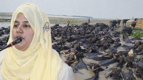 বিশ্ব স্বাস্থ্য দিবসে মহিষের মাংস ও দইয়ের পুষ্টিগুণে সচেতনতা