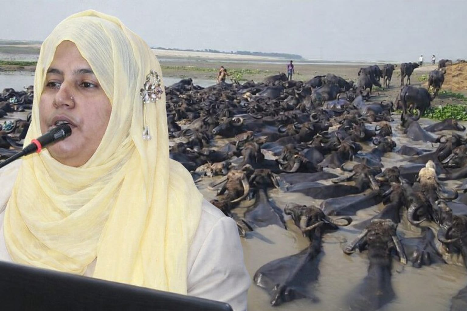 বিশ্ব স্বাস্থ্য দিবসে মহিষের মাংস ও দইয়ের পুষ্টিগুণে সচেতনতা