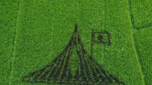 ধানক্ষেতে বেগুনি চারায় ফুটে উঠল স্মৃতিসৌধ, শিক্ষক জাফর সাদিকের অনন্য দেশপ্রেম