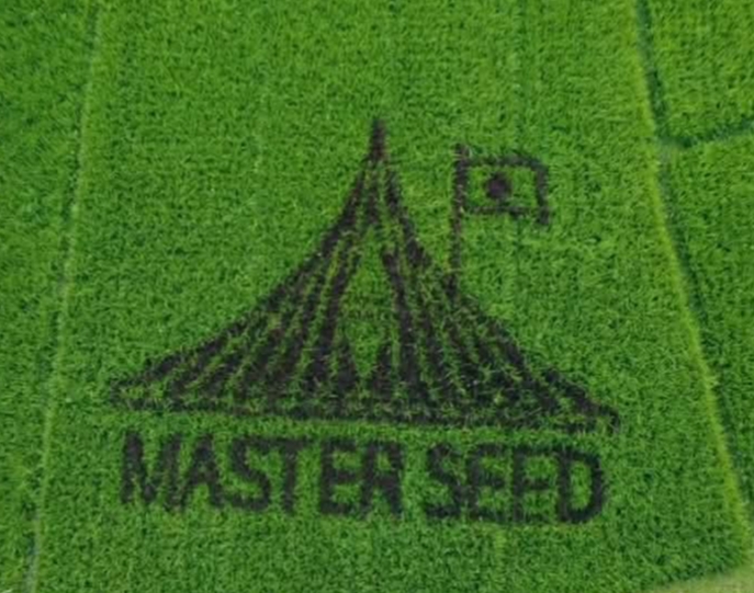 ধানক্ষেতে বেগুনি চারায় ফুটে উঠল স্মৃতিসৌধ, শিক্ষক জাফর সাদিকের অনন্য দেশপ্রেম