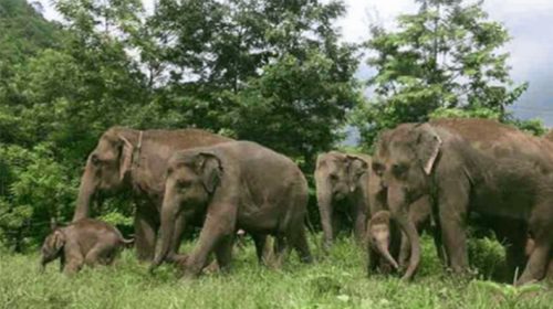 রাঙামাটিতে বন্যহাতির আক্রমণে একজনের মৃত্যু