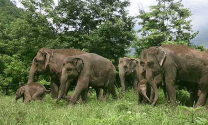 রাঙামাটিতে বন্যহাতির আক্রমণে একজনের মৃত্যু