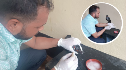 চিকিৎসা নিতে নিজেই হাসপাতালে হাজির কাক!