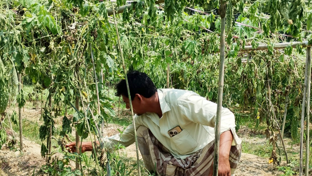 বাঁশখালীতে রাতের আঁধারে করলা ক্ষেত নিধন, অর্ধলক্ষ টাকার ক্ষতি কৃষকের