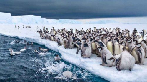 সমুদ্রের বরফ গলে হাজারো ছানার মৃত্যু, বিলুপ্তির ঝুঁকিতে ‘সম্রাট পেঙ্গুইন’