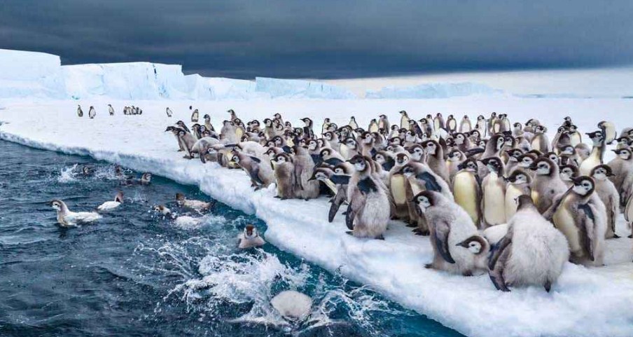 সমুদ্রের বরফ গলে হাজারো ছানার মৃত্যু, বিলুপ্তির ঝুঁকিতে ‘সম্রাট পেঙ্গুইন’
