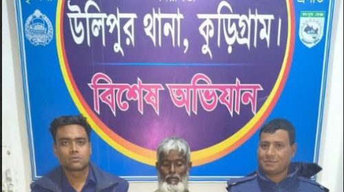 উলিপুরে বেগুন ক্ষেতে গাঁজার চাষ, গাছ সহ আটক ১