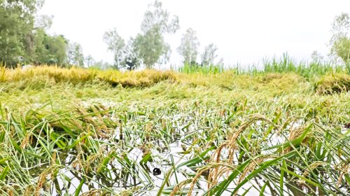 ধনবাড়ীতে ঝড়ে পাঁকা ধান নিমজ্জিত,ক্ষতির শংষ্কা কৃষকের