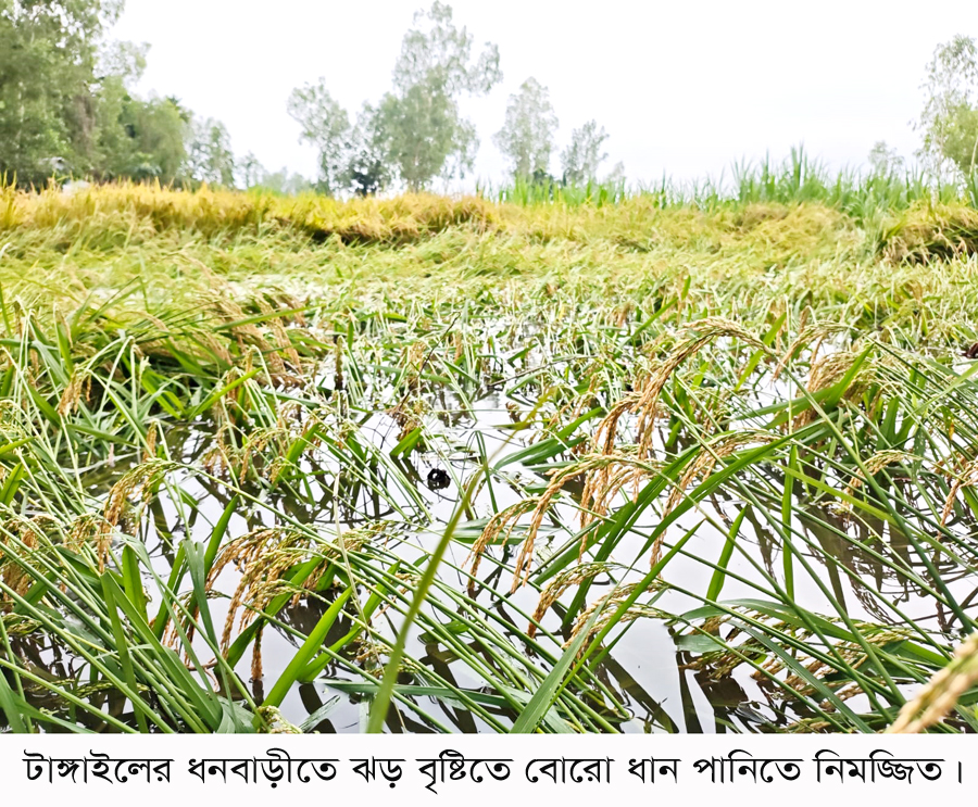 ধনবাড়ীতে ঝড়ে পাঁকা ধান নিমজ্জিত,ক্ষতির শংষ্কা কৃষকের