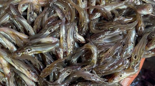 কাহালুতে বৈরী আবহাওয়ার কারণে দেশীয় জাতীয় মাছের পোনা ভাইরাসে মারা যাচ্ছে