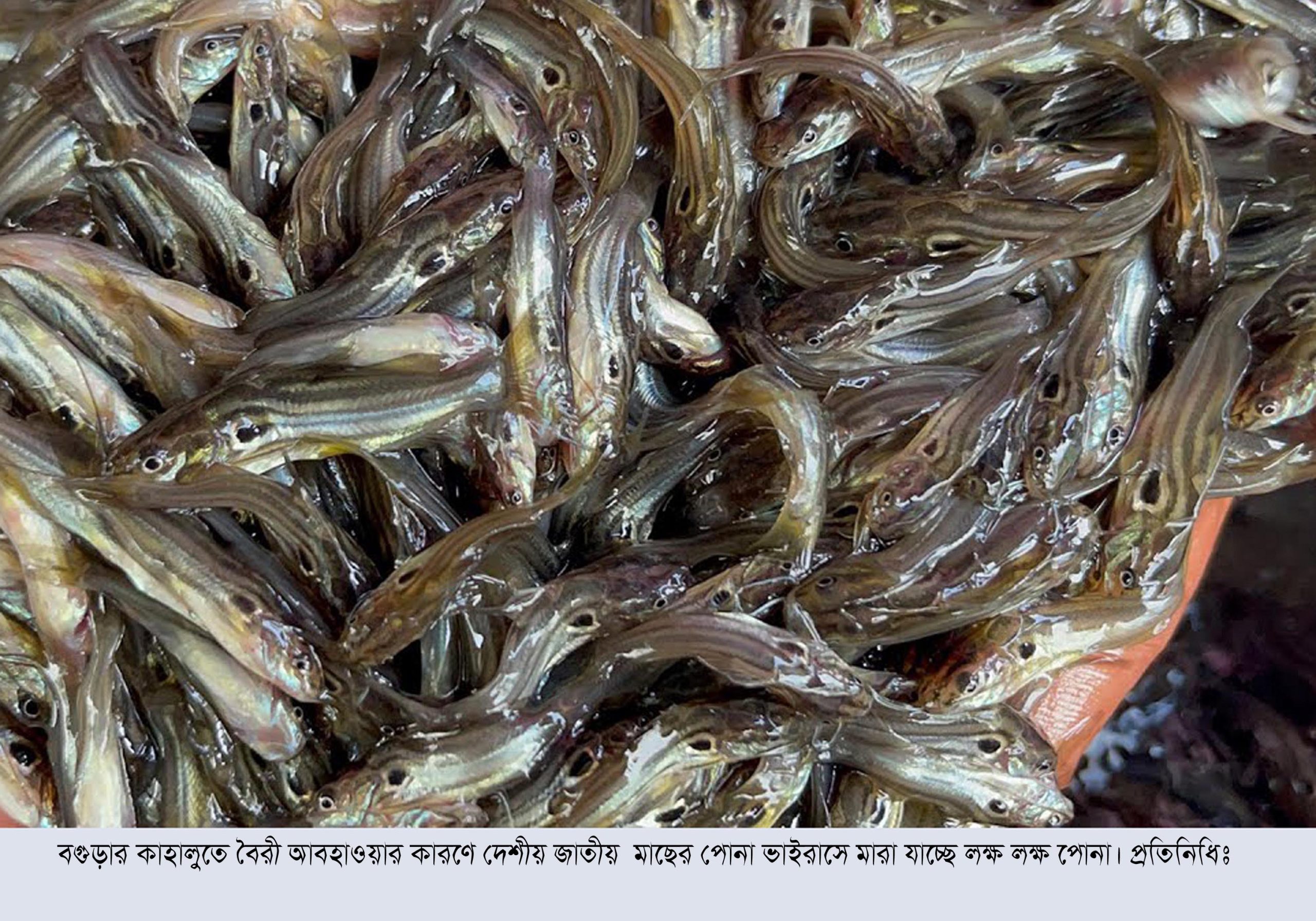 কাহালুতে বৈরী আবহাওয়ার কারণে দেশীয় জাতীয় মাছের পোনা ভাইরাসে মারা যাচ্ছে