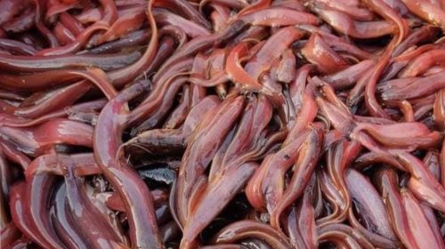 কাহালুর বিশিষ্ট মৎস্যচাষী শফিকুলের প্রায় ৫ লক্ষ টেংরা ও শিং মাছের পোনা ভাইরাসে মারা গেছে