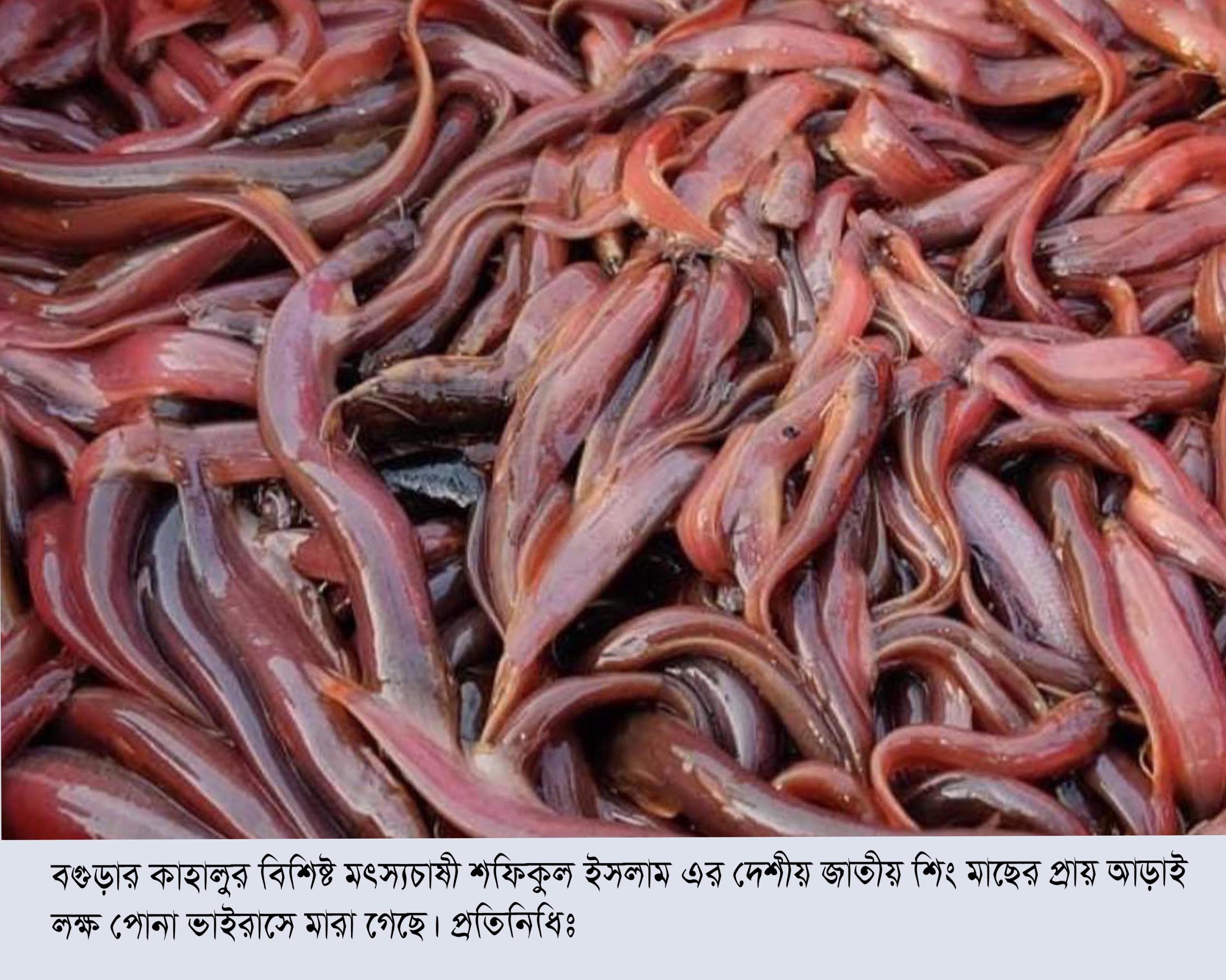 কাহালুর বিশিষ্ট মৎস্যচাষী শফিকুলের প্রায় ৫ লক্ষ টেংরা ও শিং মাছের পোনা ভাইরাসে মারা গেছে