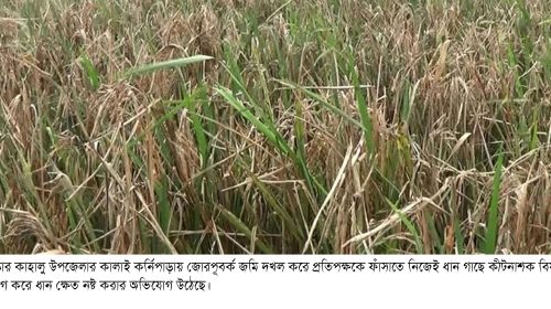 কাহালুর কর্নিপাড়ায় জোরপূবর্ক জমি দখল প্রতিপক্ষকে ফাঁসাতে ধান গাছে কীটনাশক প্রয়োগ, থানায় লিখিত অভিযোগ দায়ের