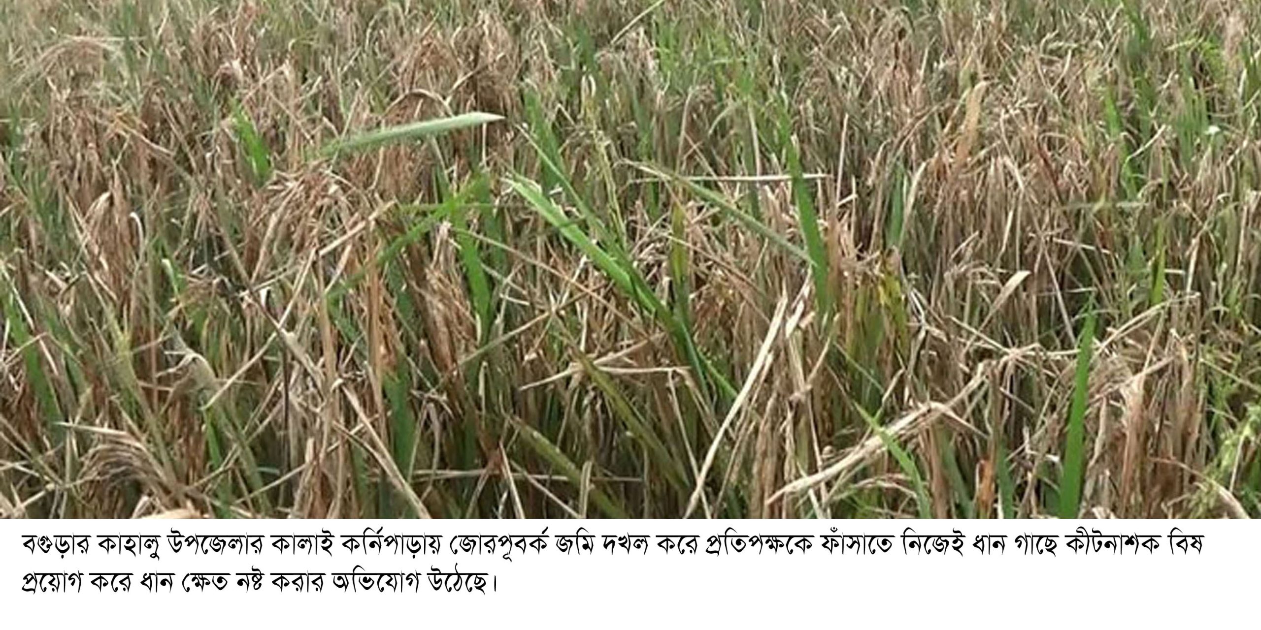 কাহালুর কর্নিপাড়ায় জোরপূবর্ক জমি দখল প্রতিপক্ষকে ফাঁসাতে ধান গাছে কীটনাশক প্রয়োগ, থানায় লিখিত অভিযোগ দায়ের