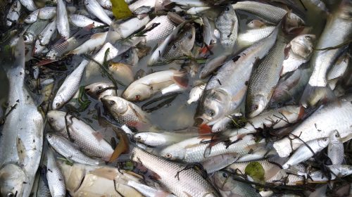 কাহালুতে পুকুরে বিষ প্রয়োগ করে প্রায় ২ লক্ষ টাকার মাছ নিধন