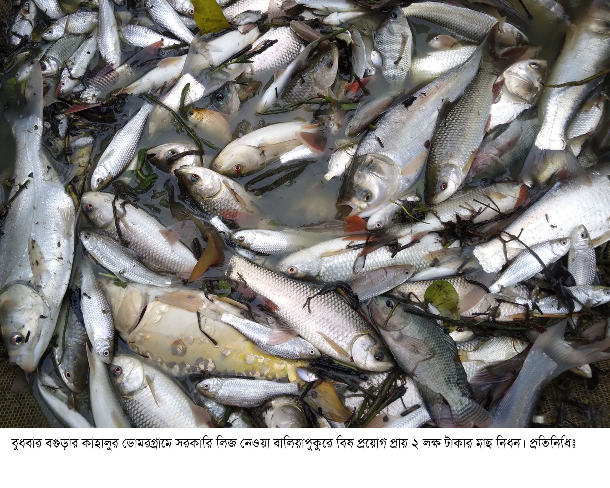 কাহালুতে পুকুরে বিষ প্রয়োগ করে প্রায় ২ লক্ষ টাকার মাছ নিধন