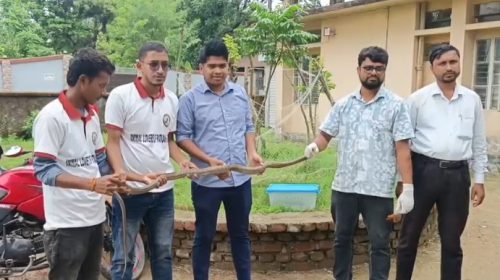 কলাপাড়ায় ৬ ফুট দৈর্ঘ্যের দাঁড়াশ ও কাল নাগিনী সাপ উদ্ধার