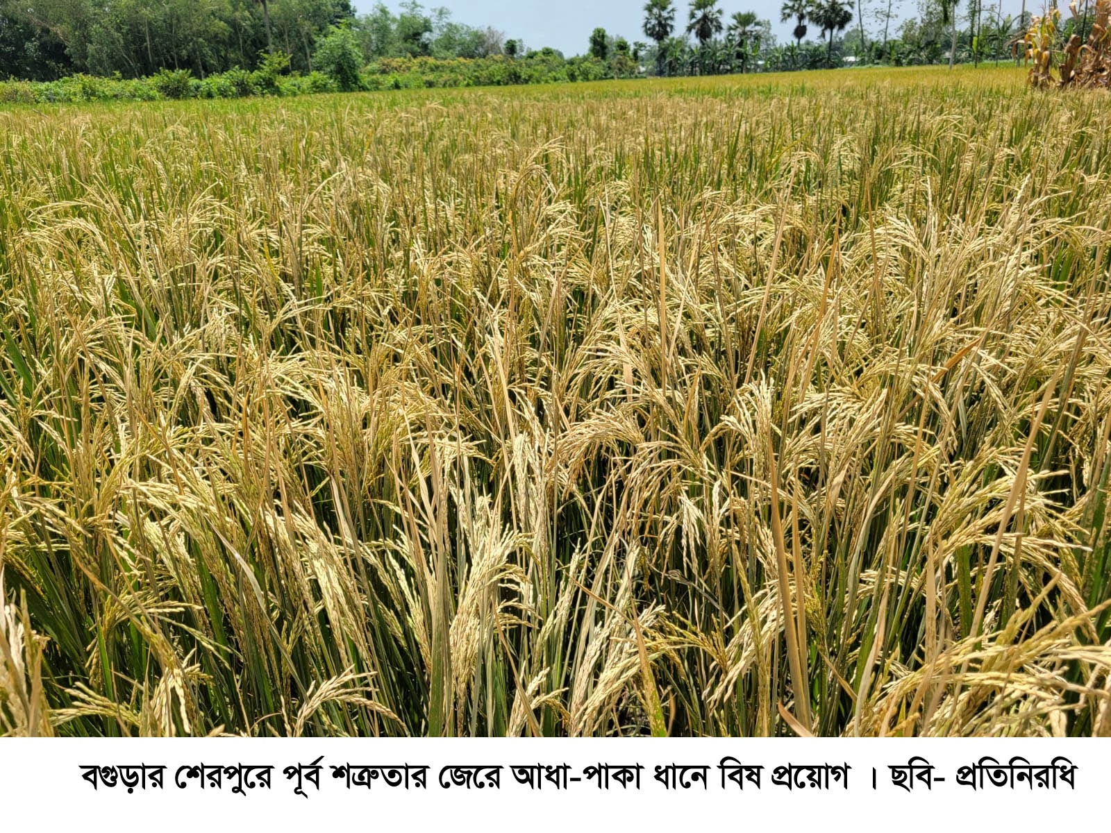বগুড়ার শেরপুরে পূর্ব শত্রুতার জেরে পাকা ধানে বিষ প্রয়োগ ও সেচযন্ত্র ভাঙচুর, থানায় অভিযোগ