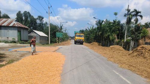 ভূরুঙ্গামারীতে ৭ দিন পর রোদের দেখা ধান শুকানোর মেলা বসেছে সড়কে