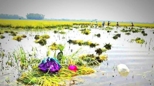 জলাবদ্ধতা ও পানি নিষ্কাশন ব্যাহত হওয়ায় বিস্তীর্ণ হাওরাঞ্চলে দণ্ডায়মান ফসল নিমজ্জিত