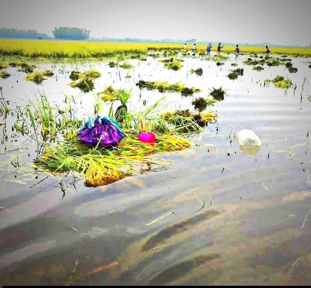 জলাবদ্ধতা ও পানি নিষ্কাশন ব্যাহত হওয়ায় বিস্তীর্ণ হাওরাঞ্চলে দণ্ডায়মান ফসল নিমজ্জিত