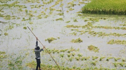 চলনবিলে টানা বৃষ্টি ও ঢলের পানিতে ফসলের ক্ষতি