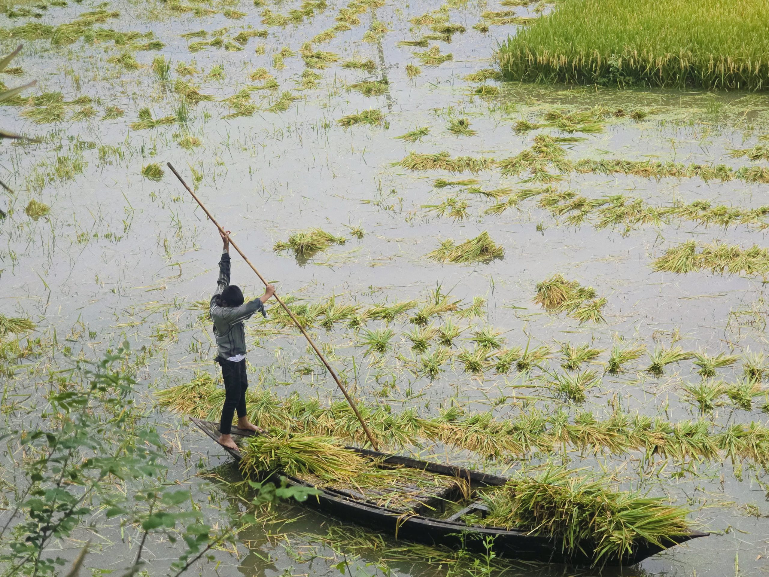 চলনবিলে টানা বৃষ্টি ও ঢলের পানিতে ফসলের ক্ষতি