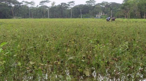 ভারী বৃষ্টিতে পানির নিচে মুগডাল, দিশেহারা পটুয়াখালীর কৃষক