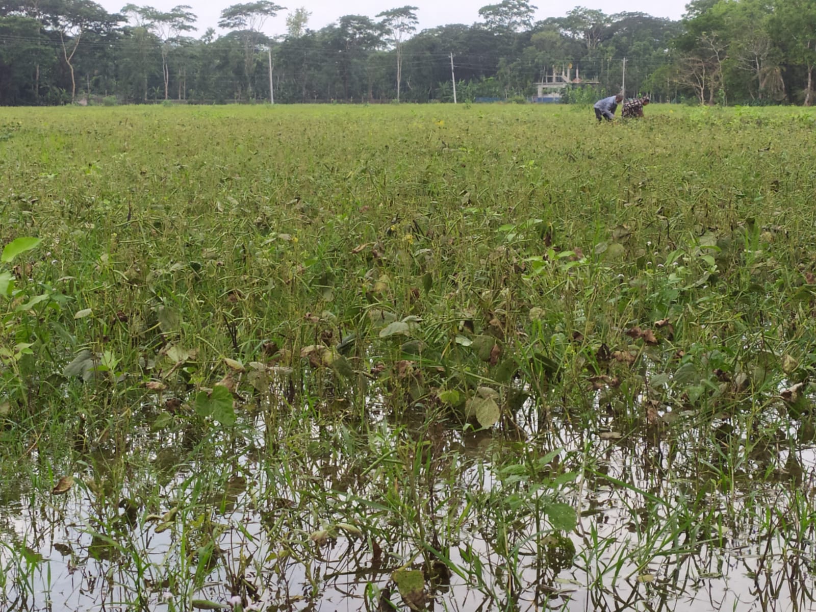 ভারী বৃষ্টিতে পানির নিচে মুগডাল, দিশেহারা পটুয়াখালীর কৃষক