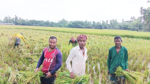 উলিপুরে বৈরী আবহাওয়ায় বোরো কাটা-মাড়াই শুরু