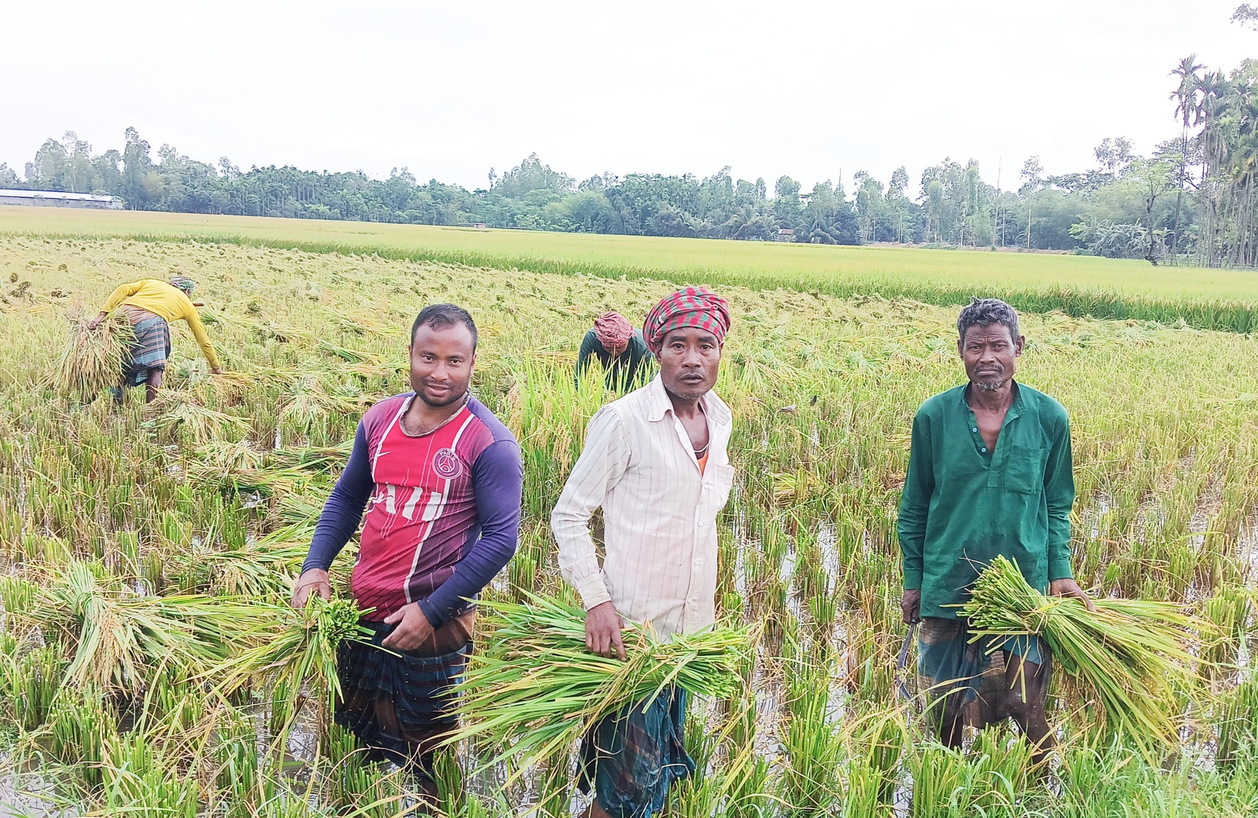উলিপুরে বৈরী আবহাওয়ায় বোরো কাটা-মাড়াই শুরু