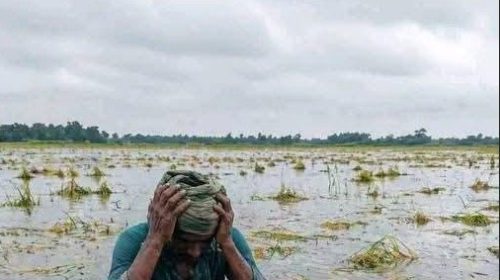 অতিবৃষ্টিতে কিশোরগঞ্জ হাওরে বোরো ফসল বিপর্যয়, পানিতে তলিয়ে ৯ হাজার হেক্টর জমি