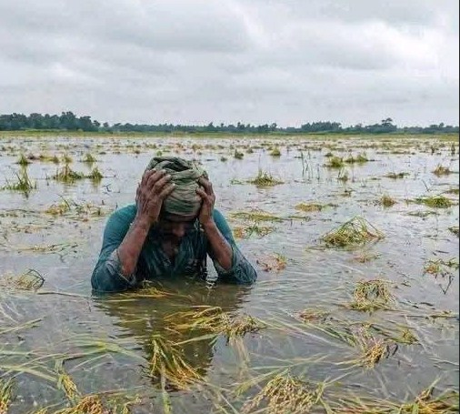 অতিবৃষ্টিতে কিশোরগঞ্জ হাওরে বোরো ফসল বিপর্যয়, পানিতে তলিয়ে ৯ হাজার হেক্টর জমি